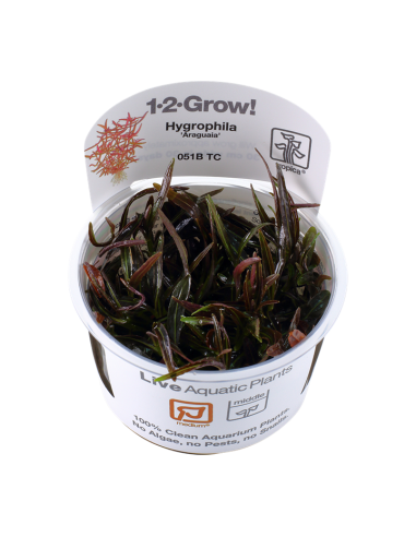 Hygrophila lancea (sp. 'Araguaia') - In Vitro Cup Tropica Tropica - 2