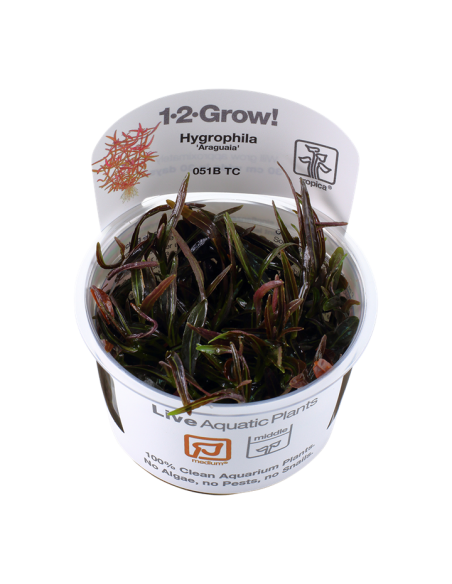 Hygrophila lancea (sp. 'Araguaia') - In Vitro Cup Tropica Tropica - 2