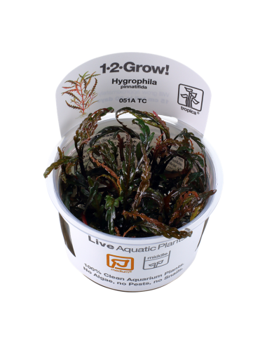 Hygrophila pinnatifida - In vitro Tropica Tropica - 1