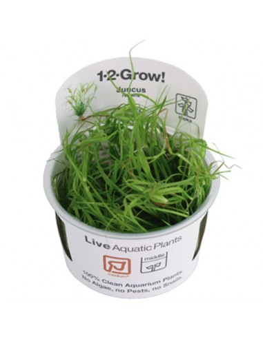 Juncus repens- invitro Tropica Tropica - 1