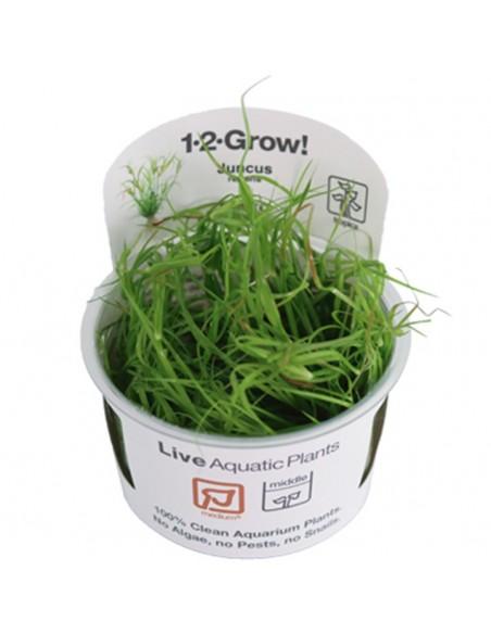 Juncus repens- invitro Tropica Tropica - 1
