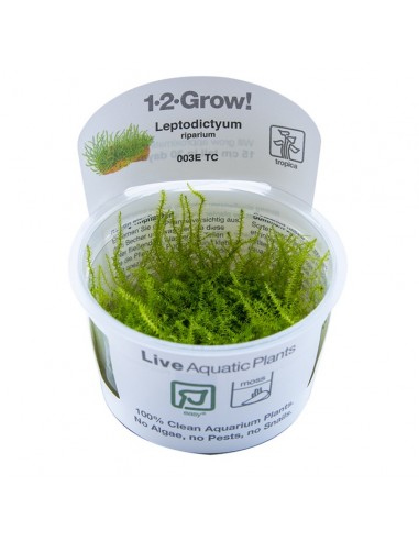 Leptodictyum riparium - In Vitro Cup Tropica Tropica - 1
