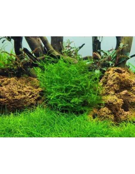 Leptodictyum riparium - In Vitro Cup Tropica Tropica - 2