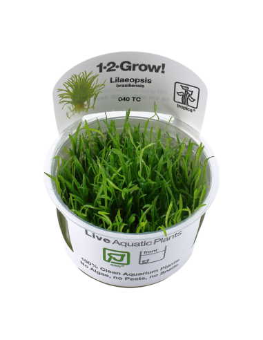 Lilaeopsis brasiliensis - In Vitro Cup Tropica  - 1