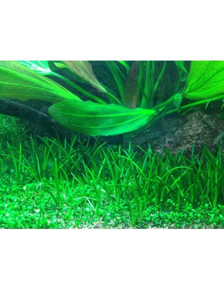 Littorella uniflora - In Vitro Cup Tropica Tropica - 1