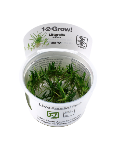 Littorella uniflora - In Vitro Cup Tropica Tropica - 2