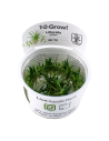 Littorella uniflora - In Vitro Cup Tropica Tropica - 2