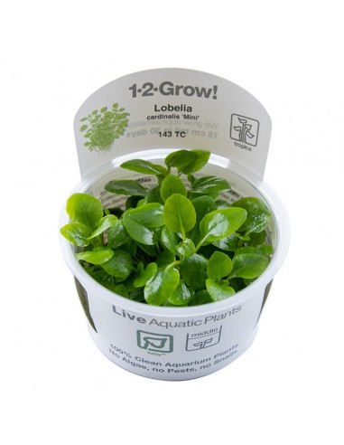 Lobelia cardinalis 'Mini' - in vitro Tropica Tropica - 2