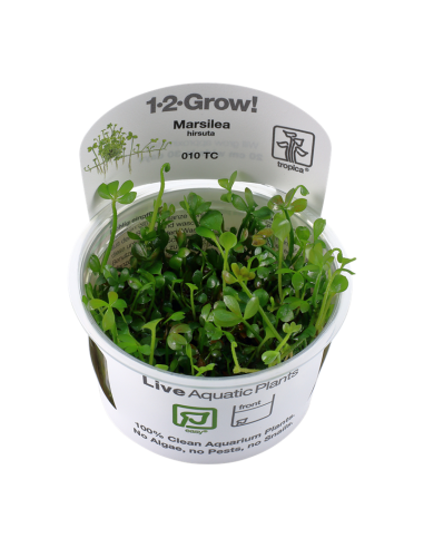 Marsilea Hirsuta - invitro Tropica Tropica - 2