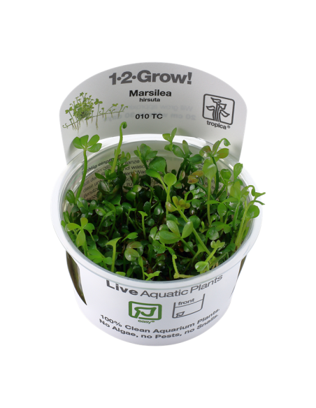 Marsilea Hirsuta - invitro Tropica Tropica - 2