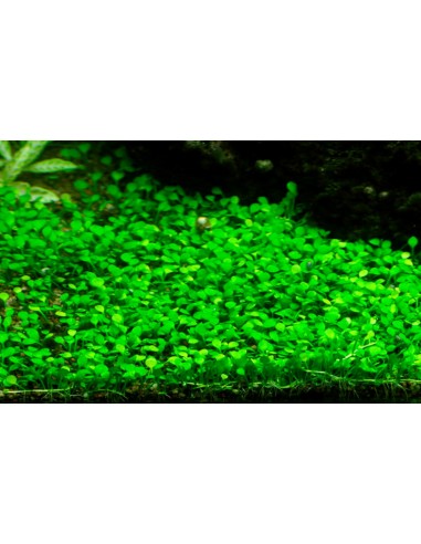 Marsilea cerata  minuta  - invitro Tropica Tropica - 1
