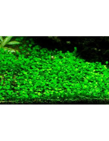 Marsilea cerata  minuta  - invitro Tropica Tropica - 1