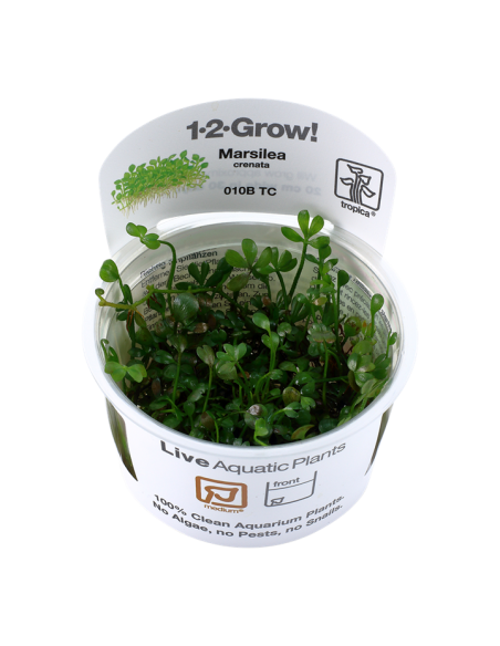Marsilea cerata  minuta  - invitro Tropica Tropica - 2