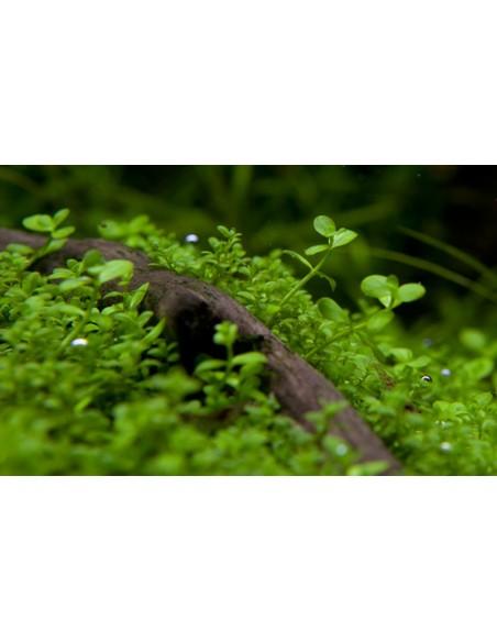 Micranthemum sp. 'Montecarlo' - In Vitro Cup Tropica Tropica - 1