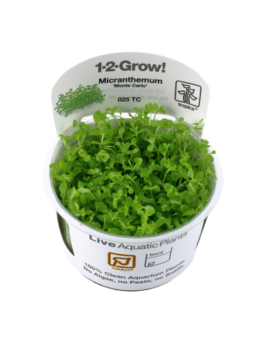 Micranthemum sp. 'Montecarlo' - In Vitro Cup Tropica Tropica - 2