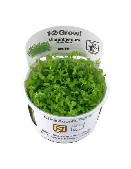 Micranthemum sp. 'Montecarlo' - In Vitro Cup Tropica Tropica - 2