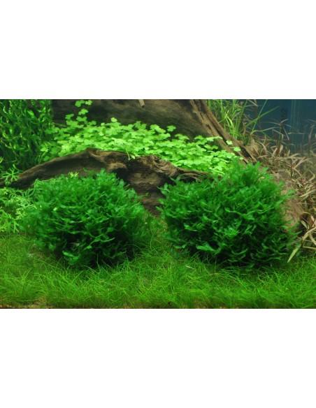 Monosolenium tenerum -Invitro Tropica Tropica - 1