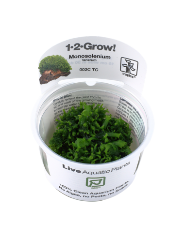 Monosolenium tenerum -Invitro Tropica Tropica - 2