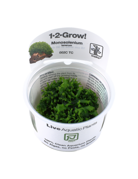 Monosolenium tenerum -Invitro Tropica Tropica - 2