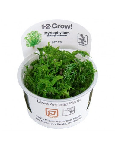 Myriophyllum mattogrossense - In Vitro Cup Tropica Tropica - 1