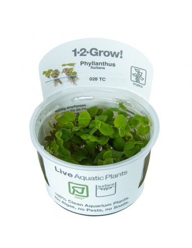 Phyllanthus fluitans - invitro Tropica Tropica - 1