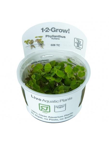 Phyllanthus fluitans - invitro Tropica Tropica - 1