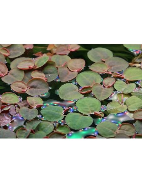 Phyllanthus fluitans - invitro Tropica Tropica - 2