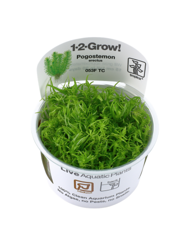 Pogostemon erectus (deccanensis) - In Vitro Cup Tropica Tropica - 2