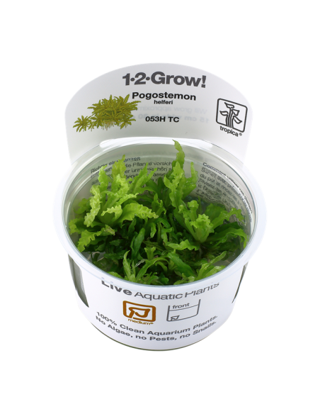 Pogostemon helferi - In Vitro Cup Tropica Tropica - 2