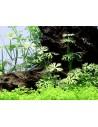Ranunculus inundatus - In vitro Tropica Tropica - 1
