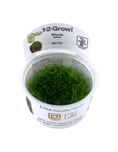 Riccia fluitans - In Vitro Cup Tropica Tropica - 1