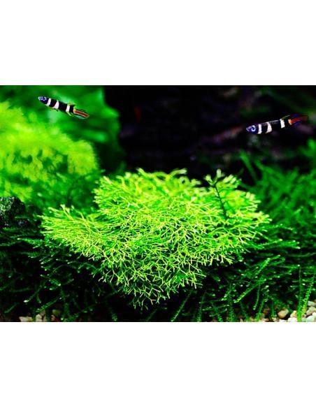Riccia fluitans - In Vitro Cup Tropica Tropica - 2