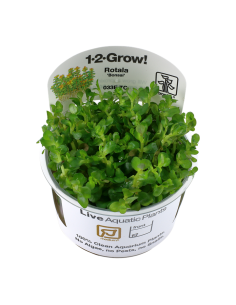 Rotala indica 'Bonsai' - In Vitro Cup Tropica Tropica - 1