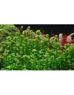 Rotala indica 'Bonsai' - In Vitro Cup Tropica Tropica - 1 2