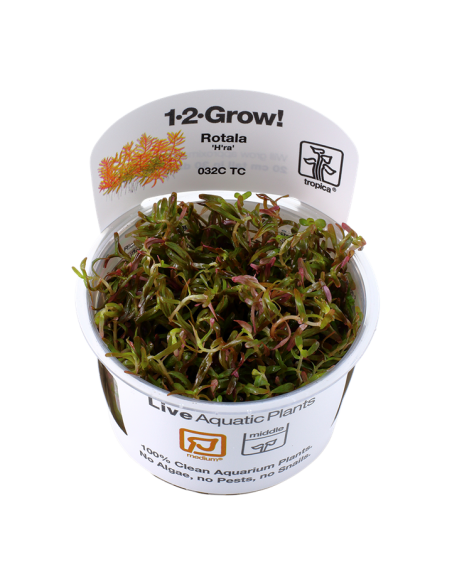 Rotala rotundifolia 'H'ra' - In Vitro Cup Tropica Tropica - 2