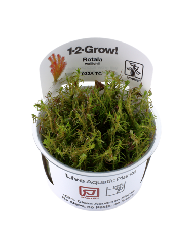 Rotala wallichii - In Vitro Cup Tropica Tropica - 1