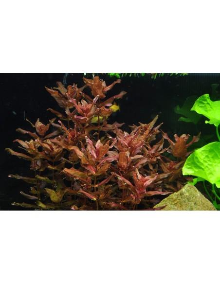 Rotala macrandra - In vitro Tropica Tropica - 1