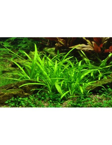 Sagittaria subulata - in vitro Tropica Tropica - 1