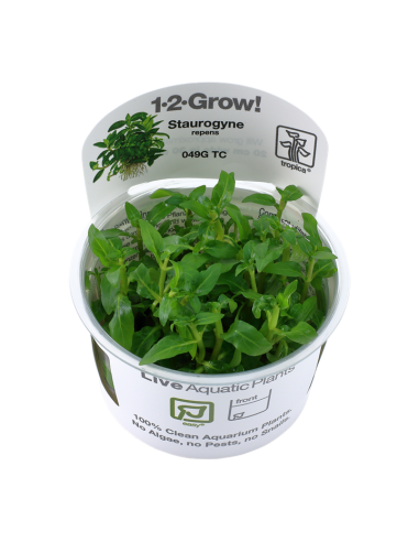 Staurogyne repens - In Vitro Cup Tropica Tropica - 2