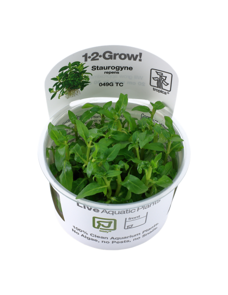 Staurogyne repens - In Vitro Cup Tropica Tropica - 2