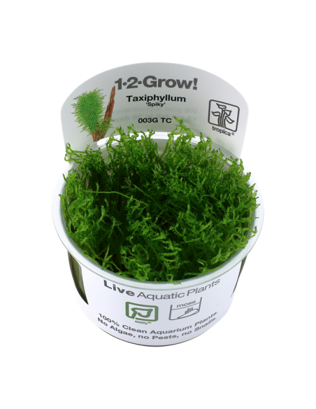 Taxiphyllum sp. 'Spiky' - In Vitro Cup Tropica Tropica - 1