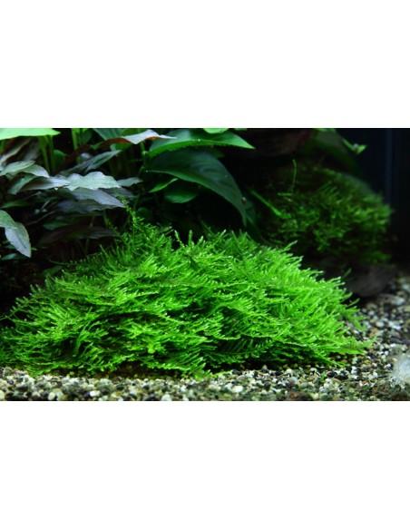 Taxiphyllum sp. 'Spiky' - In Vitro Cup Tropica Tropica - 2