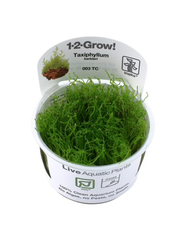 Taxiphyllum barbieri - In Vitro Cup Tropica Tropica - 1