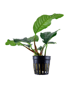 Anubias barteri 'Coffeifolia'- Tropica Tropica - 1