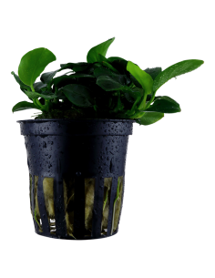 Anubias barteri 'Petite'- Tropica Tropica - 1