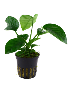 Anubias barteri var. Caladiifolia- Tropica Tropica - 1