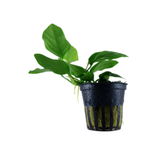 Anubias Nana  - 1