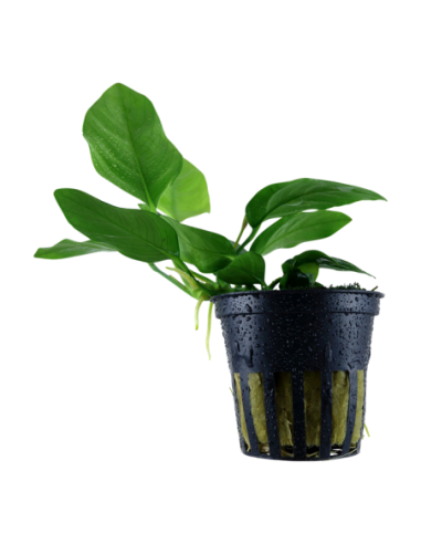 Anubias Nana  - 1