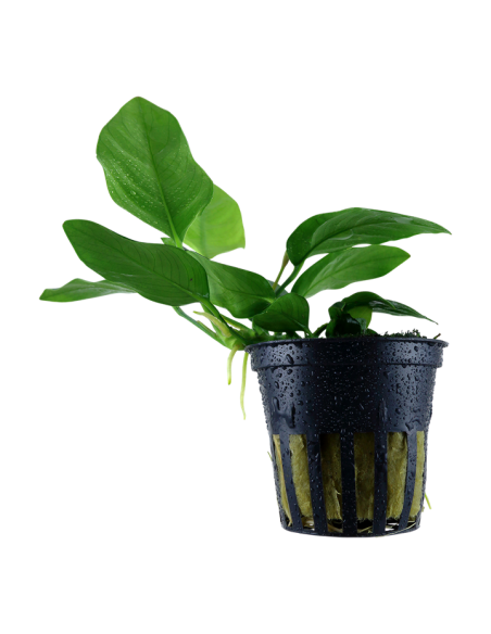Anubias Nana  - 1