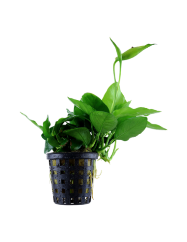Anubias barteri var. nana 'Large'- Tropica Tropica - 1
